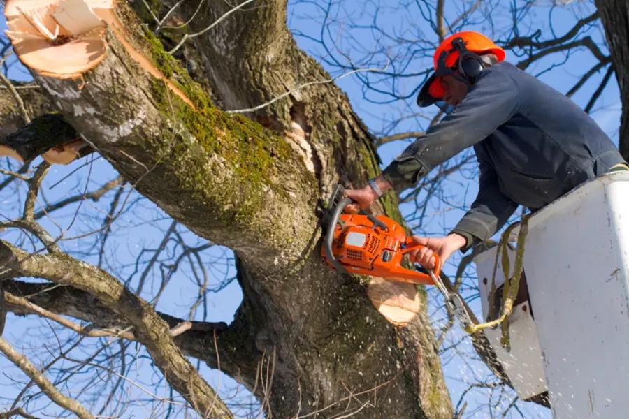 Tree branches being trimmed by a landscaping crew Stone Oak, San Antonio, TX 78258