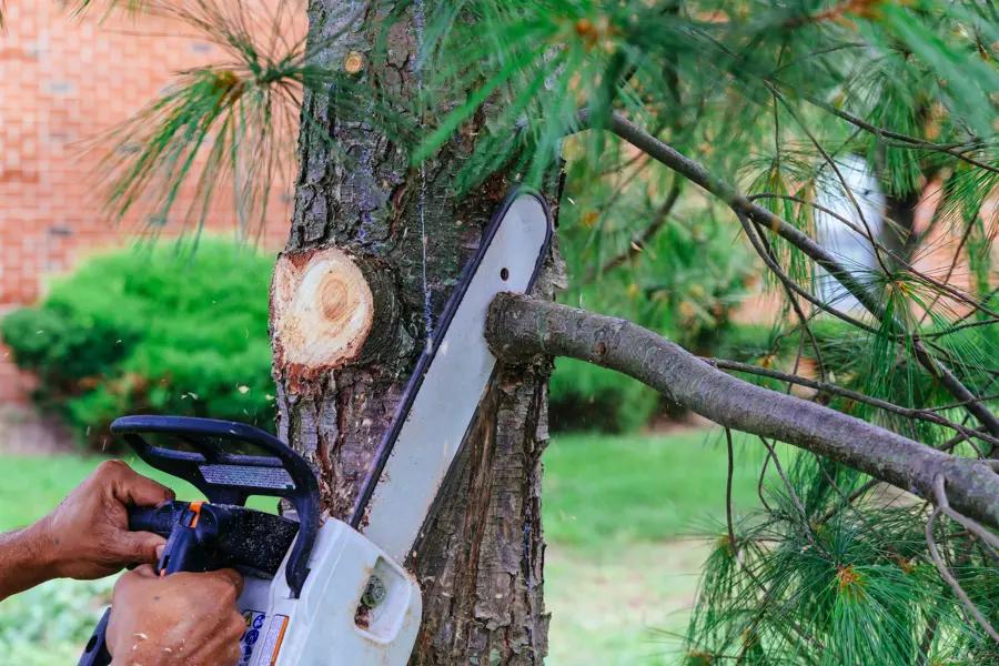 Exceptional Tree Trimming Service The Dominion, San Antonio, TX 78257 A tree care specialist inspecting a large tree The Dominion, San Antonio, TX 78257